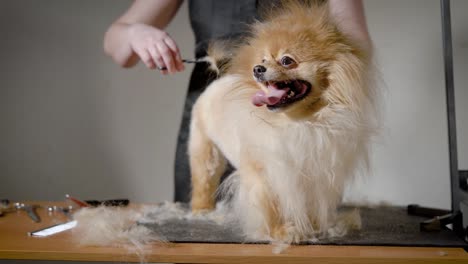 cute dog waiting new hairstyle