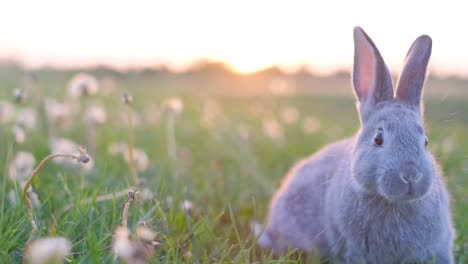 beautiful video of a gray rabbit sitting on a meadow in the grass against a beautiful sunset