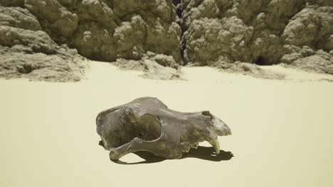 dolphin skull discovered on a sandy beach near rocky cliffs in bright sunlight