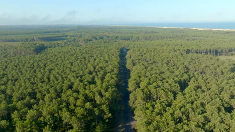 un camino recto entre pinos que conduce al océano filmado con un dron, les landes