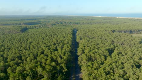 a straight road between pine trees leading to the ocean filmed with a drone, les landes