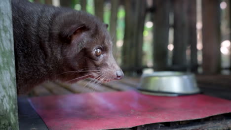 gato civeta de palma, papel importante en el ecosistema indonesio, dieta de frutas pesadas