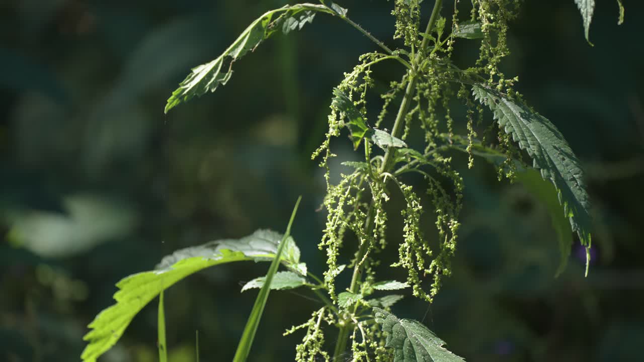 A stinging nettle plant on the blurry background