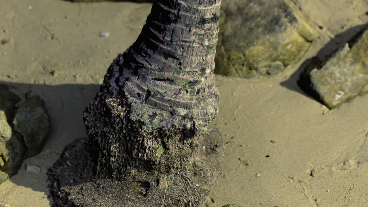 Weathered tree trunk on sandy beach with rocks in bright daylight