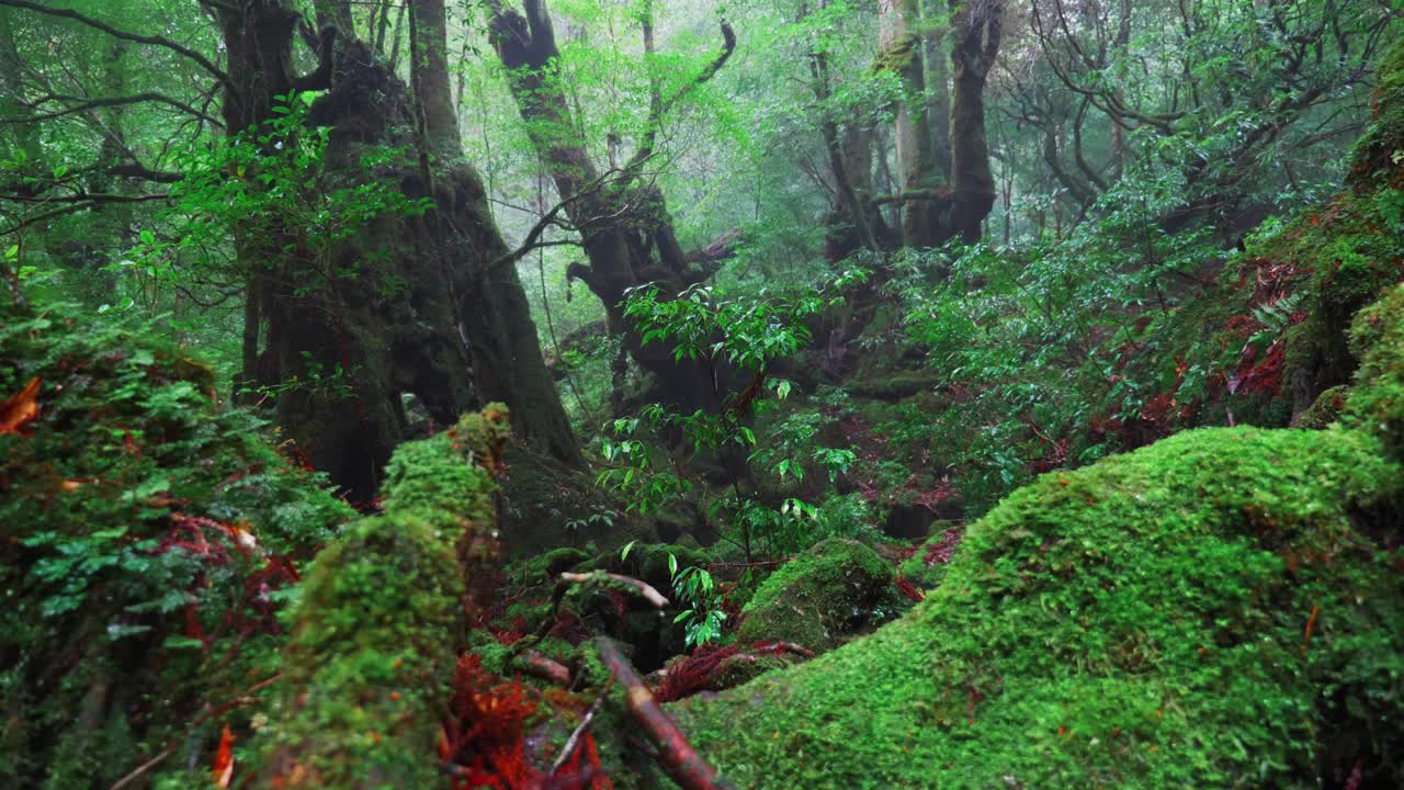 bosque verde de ghibli mononoke, 4k lento