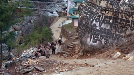 lukla, nepal - march 12, 2022: a string of pack horses on the trail to everest base camp in nepal