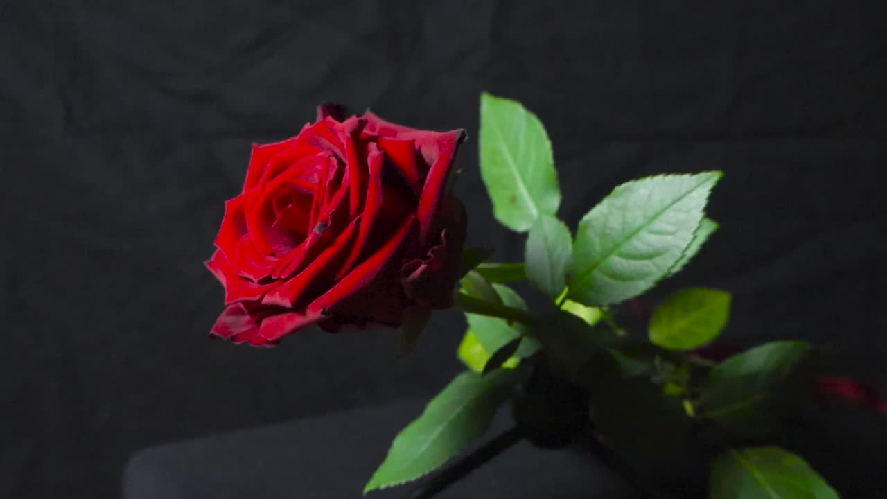 어두운 배경에 단 하나의 빨간 장미