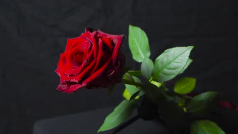 einzelne rote rose auf dunklem hintergrund
