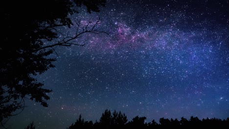 milky way over trees at night