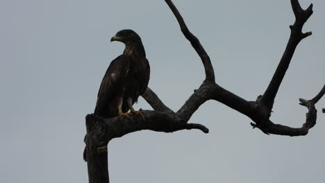 eagle waiting for pray uhd mp4 4k video.