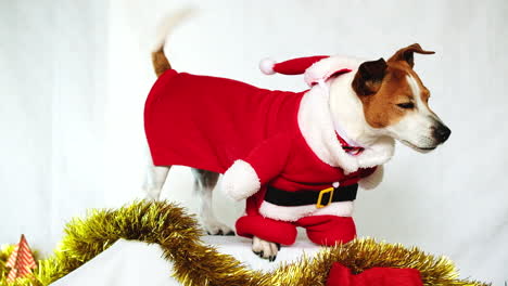 jack russell, un lindo perro que agita la cola y lleva un traje de papá noel para navidad.