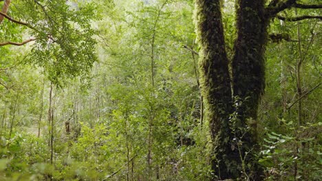 智利南部的胡拉伊胡 (hualaihue) 霍诺皮伦国家公园 (hornopiren national park) 的植物的手持细节