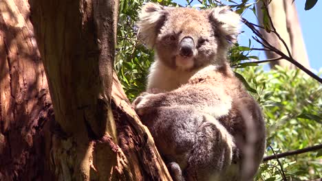 un lindo oso koala se sienta en un árbol de eucalipto en australia 2