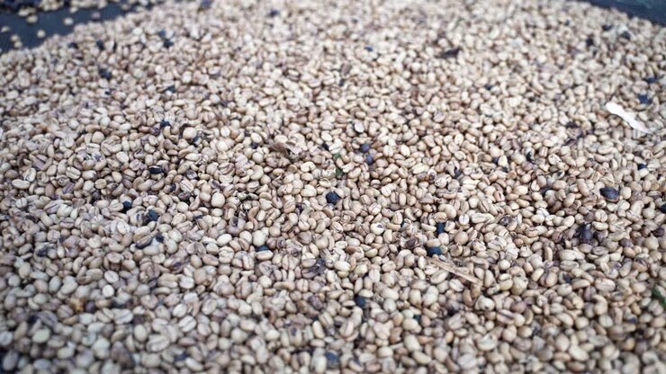 Unroasted raw coffee beans after harvesting on plantation