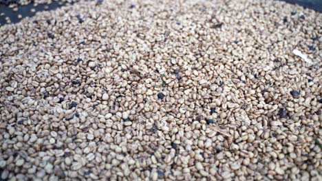 unroasted raw coffee beans after harvesting on plantation