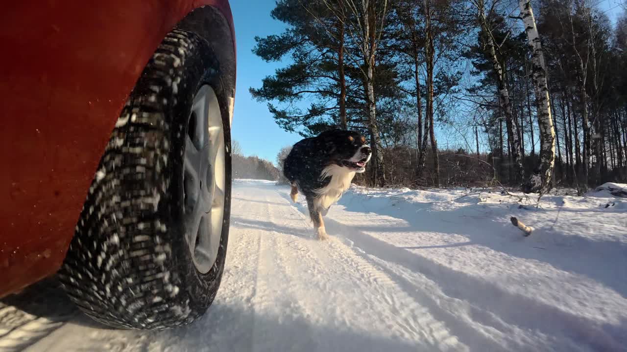 Border Collie corriendo junto a un coche en movimiento en una carretera rural nevada a cámara lenta. Rueda trasera izquierda en el encuadre, perro corriendo en paralelo en un paisaje invernal.