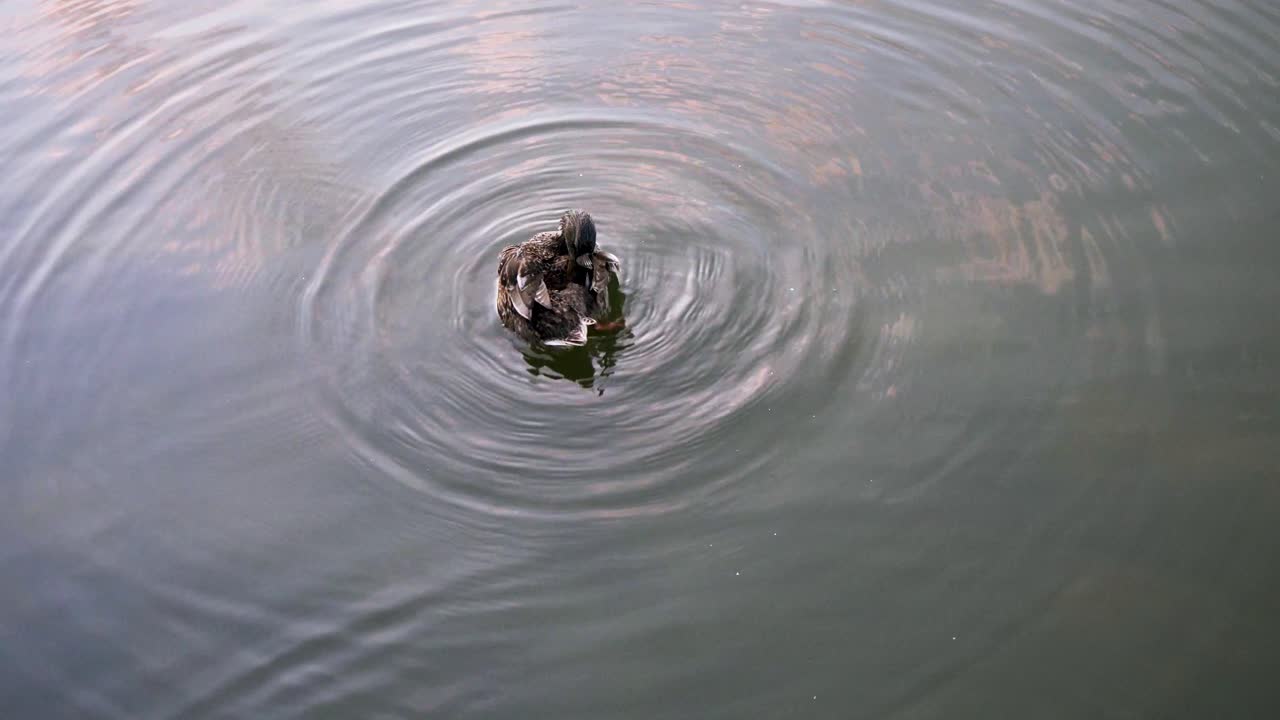 Duck peacefully floating on a quiet pond creating gentle ripples