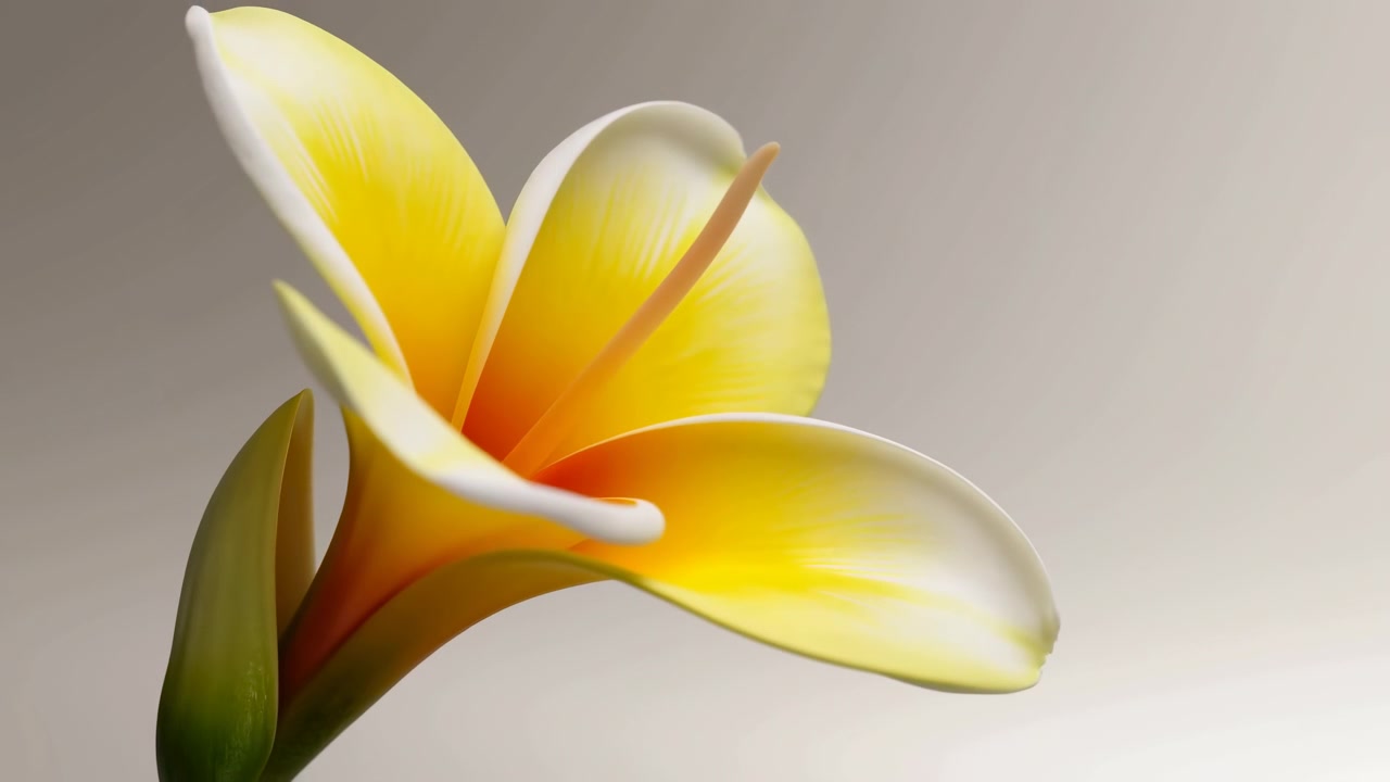 Close view of pale yellow tropical flower as closed bud opens into full blossom, layered petals curling outward with soft cream and lemon tones against smooth neutral background, with flower