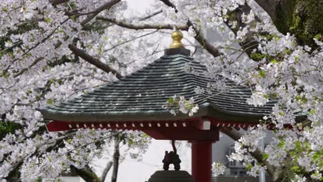 incredible sakura scenery in japan, slow sideways slider