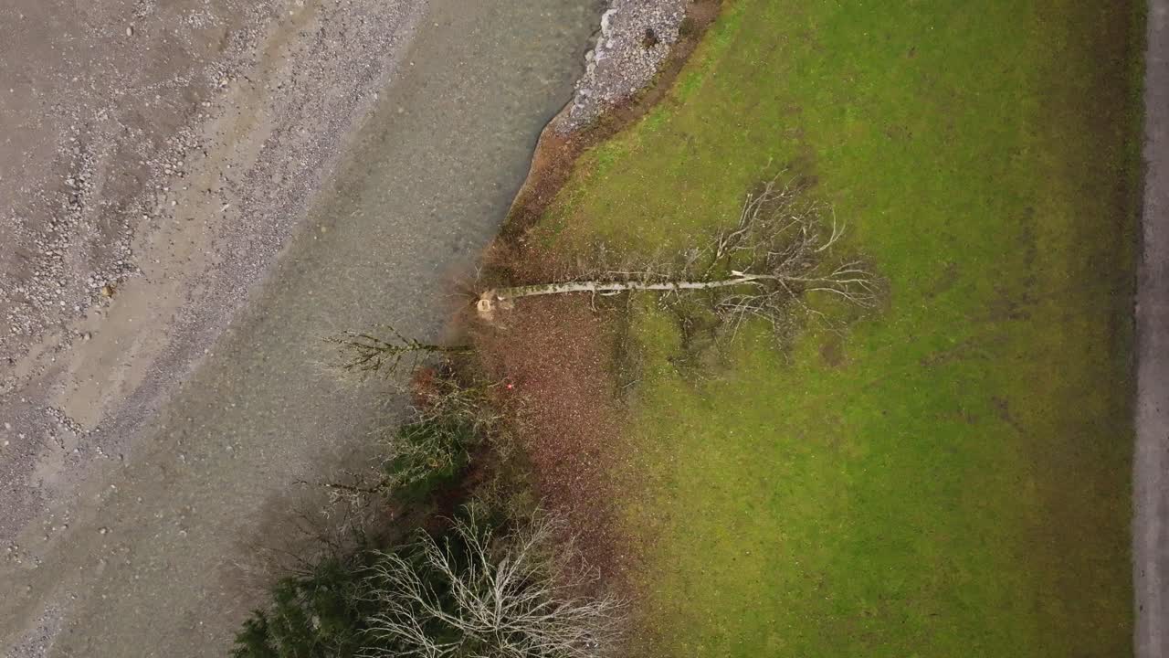 Aerial drone view of a tree falling near a riverbank during logging. Concept of forestry, timber harvesting, environment, and sustainable wood management in rural landscape
