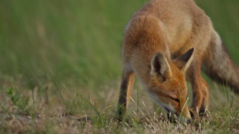 frontal slomo view of red fox foraging for food along coastline