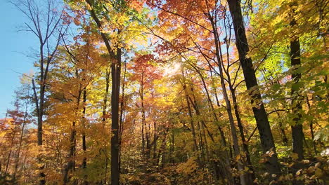 El-Sol-Brilla-A-Través-De-Los-árboles-En-Otoño,-Vista-Lenta-Hacia-El-Suelo