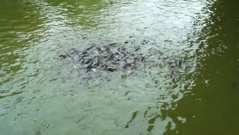 Frenesí-De-Alimentación-De-Peces-De-Agua-Dulce