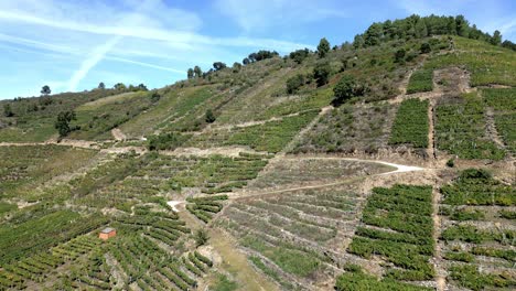 aerial fly over across lush green wine vineyards and dusty roads along hillside