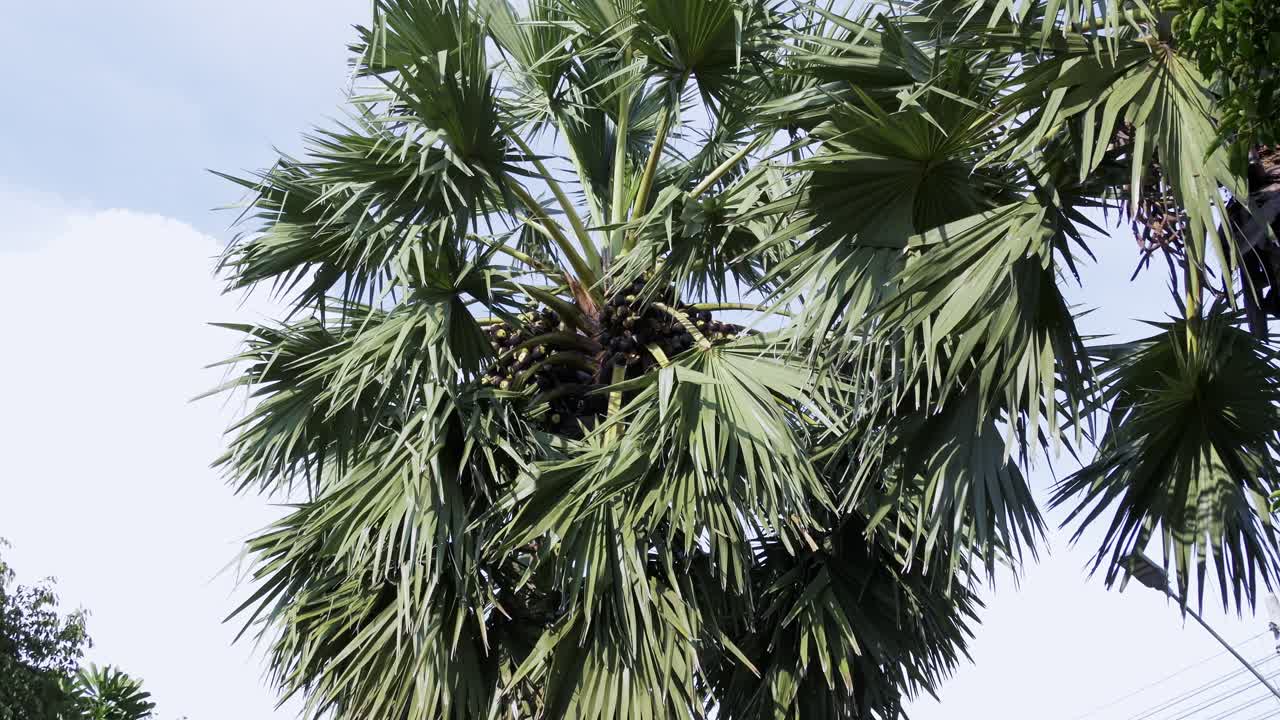 Explore the vibrant life of palm trees their natural tropical habitat