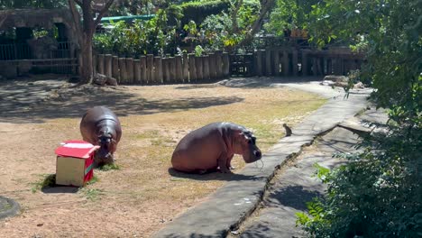 hipopótamos y monos en el zoológico