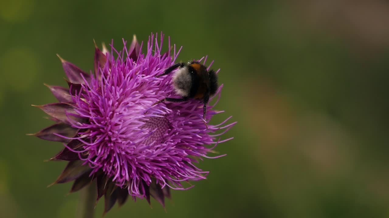 Nærbillede af en humlebi, der bestøver en strålende lilla tidselblomst