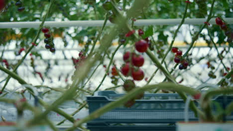 granjero caminando cosecha de tomate plantación de granja. concepto de negocio en el campo.