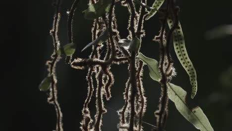 y hojas de vid de la selva atlántica