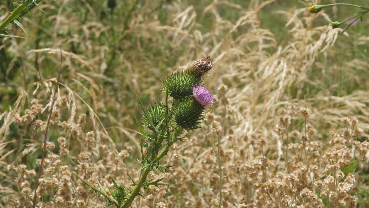 Tornede grønne og lilla marietidselblomster blafrer i en brise i højt græs.