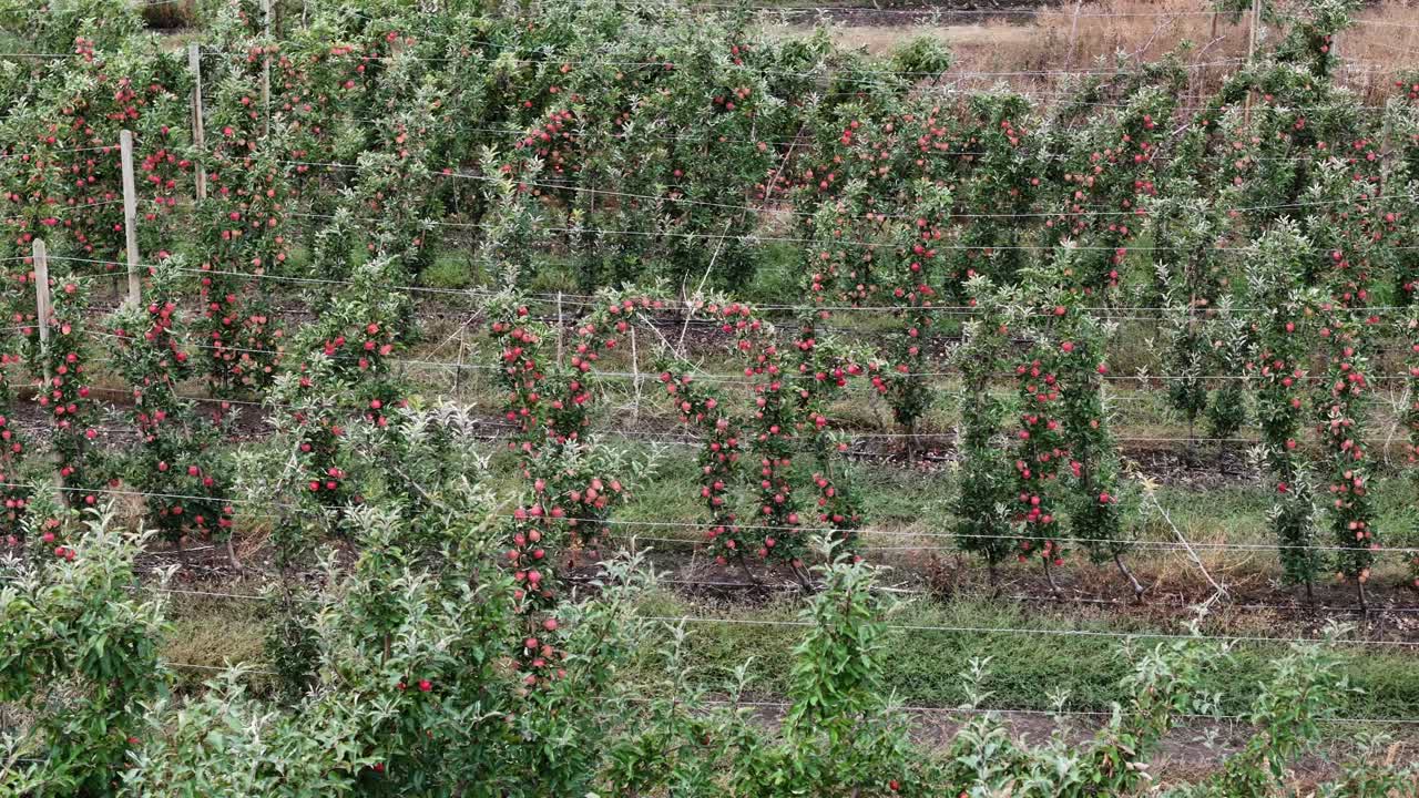 abundancia de manzanas aéreas en la columbia británica okanagan: filas de árboles en el huerto