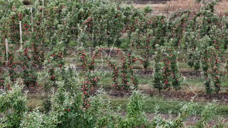 Apfelreichtum-In-Der-Luft-In-British-Columbia,-Okanagan:-Baumreihen-Im-Obstgarten