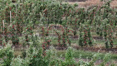 aerial apple abundance in british columbia okanagan: rows of trees in the orchard