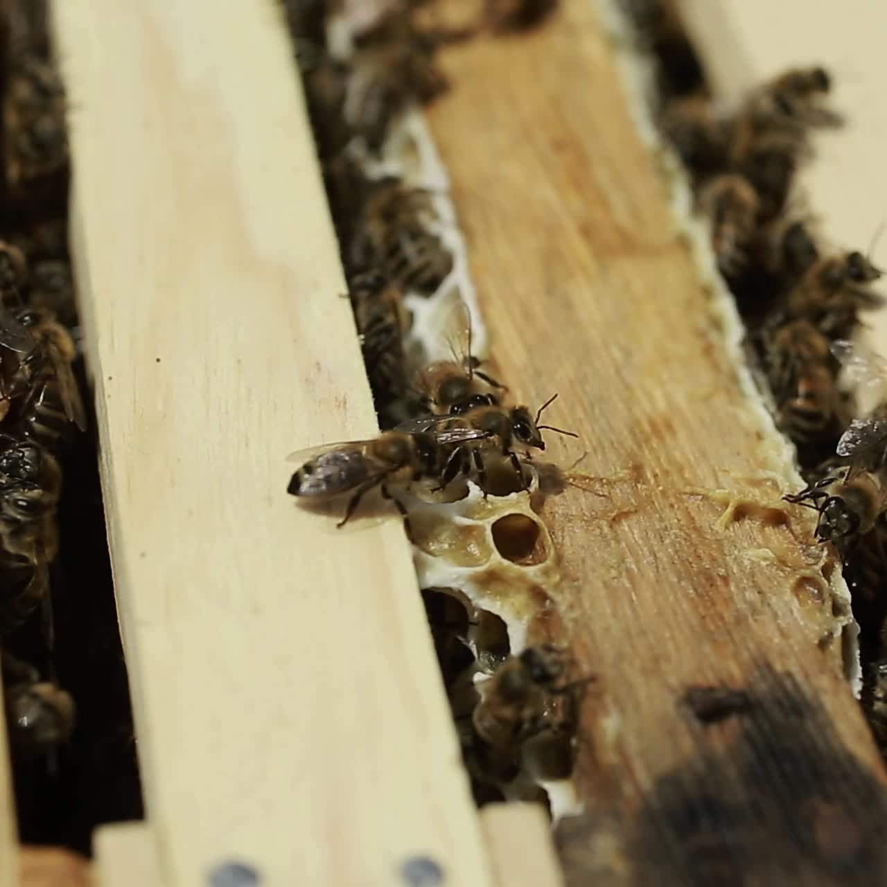 Bees Are Working On A Beeswax In A Bee Hive. Bees are working on a beeswax in a bee hive on honeycomb in sunny day