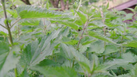 pan over wild nettles in garden