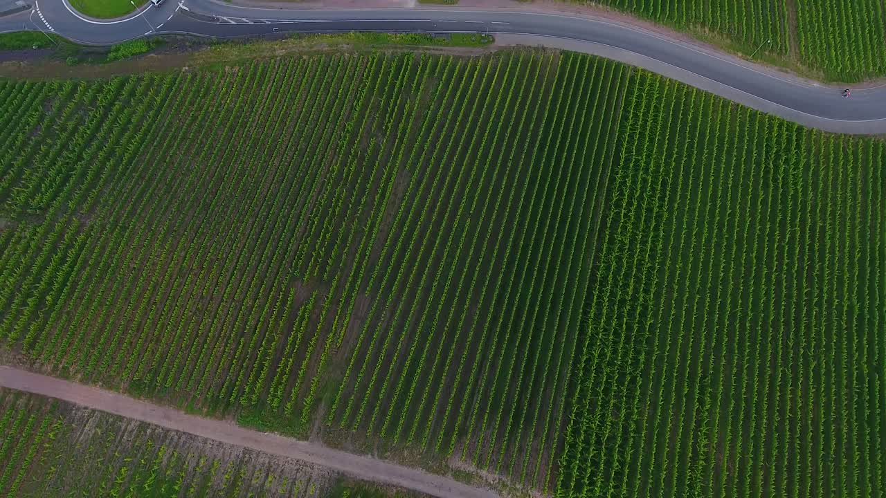 Bird eye rotating drone aerial view of sunlit hop field growing green valley