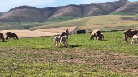 sheep grazing in field with short grass