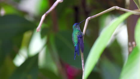 Hummingbird-tropical-rainforest-Violet-capped-Woodnymph-slow-motion-perched