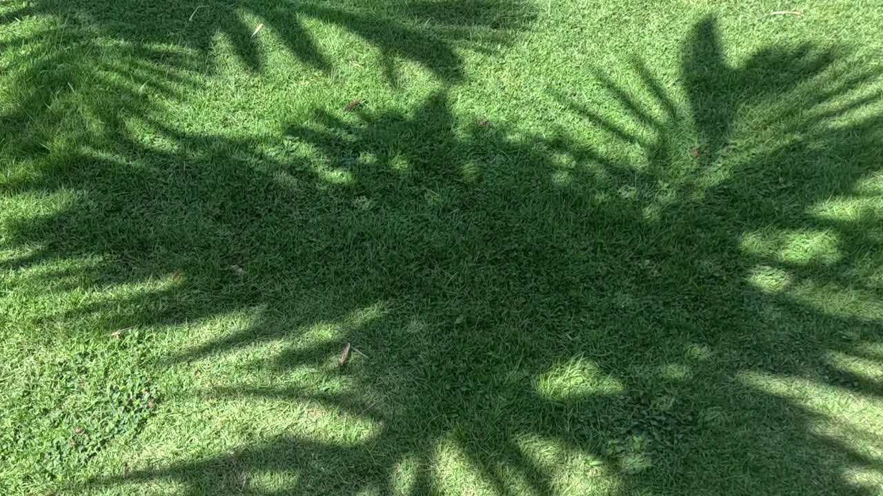 Watch the intricate dance of palm leaf shadows shifting gracefully across a lush green lawn.