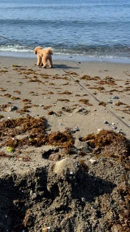 dog on the beach