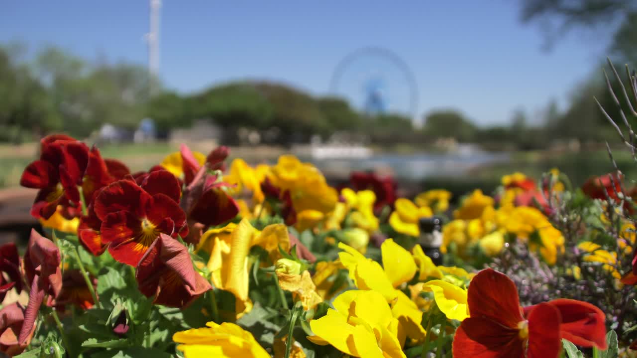 primer plano de hermosas flores en la feria estatal