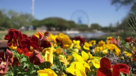 close up of beautiful flowers at the state fair