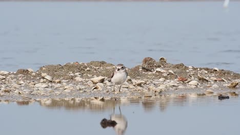 seen just standing at a saltpan looking around