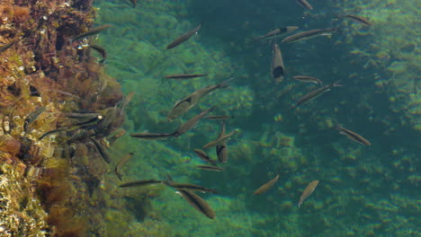 group of sea bass or european sea bass eating on the surface of the sea