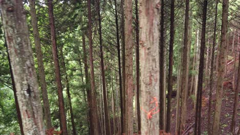 Dolly-Left-Shot-Dense-Green-Cedar-Trees-Forest-in-a-Sloping-Ravine-in-Japan-during-Summer,-Japanese-Countryside