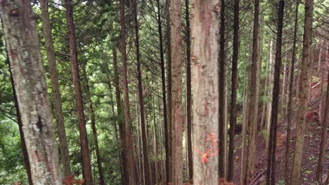 dolly dejó disparos densos árboles de cedro verdes bosque en un barranco inclinado en japón durante el verano, campo japonés